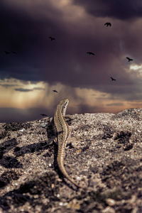 Lizard on a bird