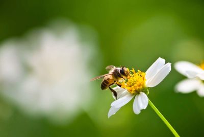 Close-up of bee on flower