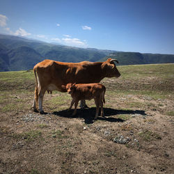 Cow standing in a field