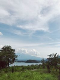 Trees on field against sky