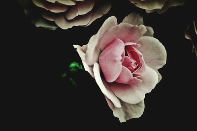 Close-up of pink rose against black background