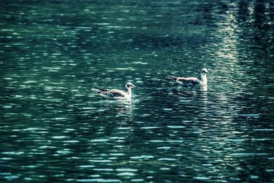 Swans swimming in lake