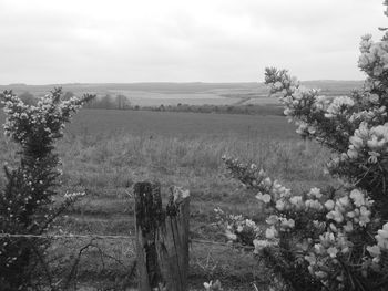 Scenic view of field against sky