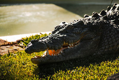 Close-up of crocodile in the lake