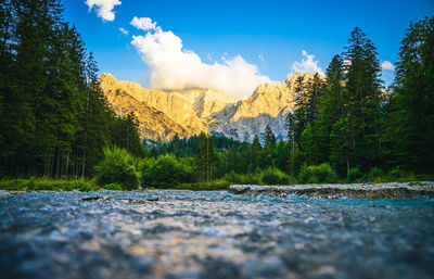 Scenic view of forest against sky