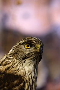 Close-up of owl