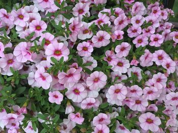 Close-up of pink flowers