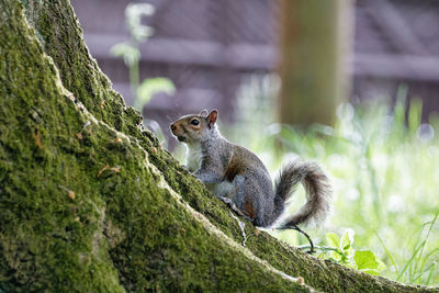 Squirrel on tree