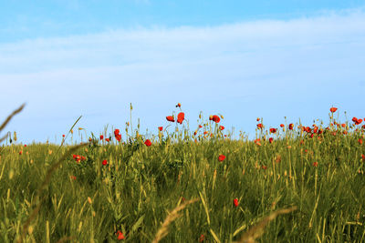 Plants growing on field against sky