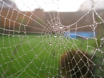 Close-up of spider web