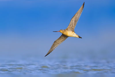 Bird flying over lake