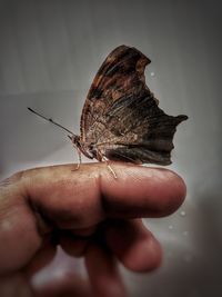 Close-up of butterfly on hand