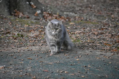 Portrait of cat sitting on land