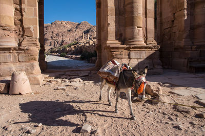 Donkey walking on desert