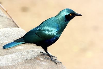 Close-up of bird perching outdoors