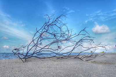 Bare tree on beach against blue sky