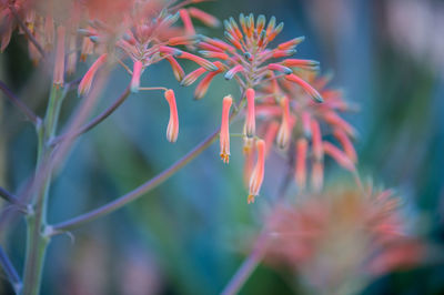 Close-up of plant