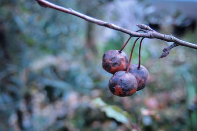 Close-up of fruits on tree