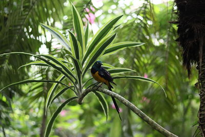 Bird perching on a tree