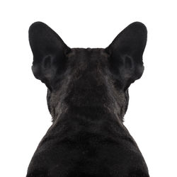 Close-up of a dog over white background