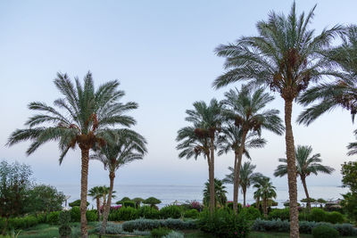 Palm trees on the sea coast before sunset. horizontal photo
