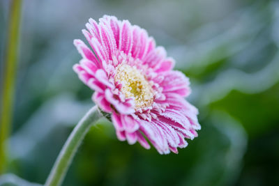 Close-up of pink flower