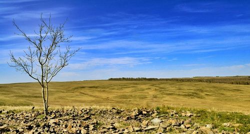 Bare tree on landscape
