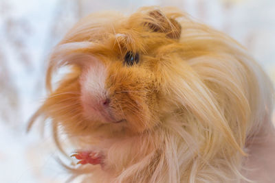 Close-up of guinea pig