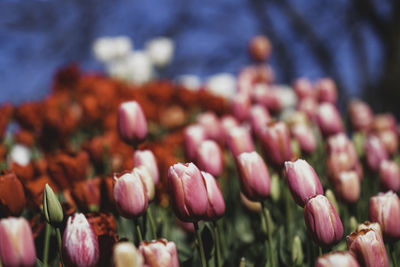 Close-up of pink tulips