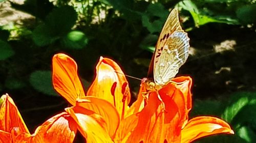 Close-up of butterfly pollinating on orange flowering plant