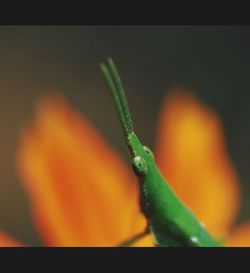 Close-up of plant against blurred background