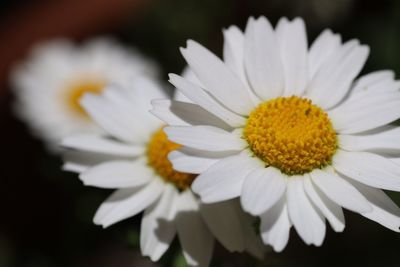 Close-up of yellow flower