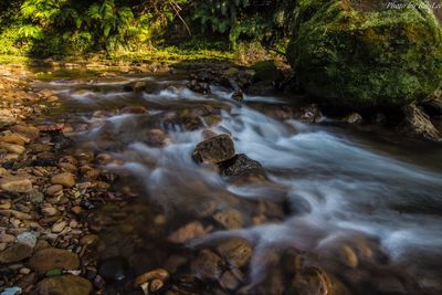 Scenic view of waterfall in forest