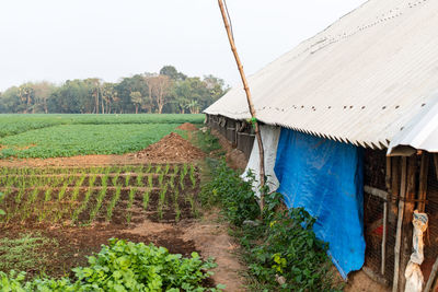 Scenic view of agricultural field against clear sky