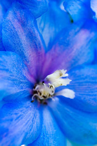Close-up of blue flower blooming outdoors