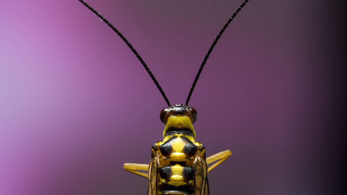 Close-up of statue against blue background