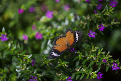 Close-up of butterfly pollinating on purple flower