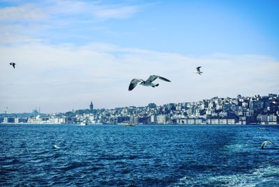 Seagulls flying over sea against buildings in bosphorus strait istanbul 