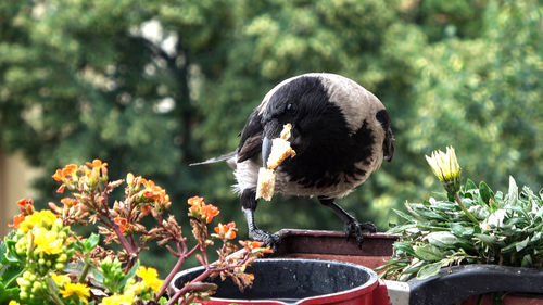 Close-up of bird perching on flower