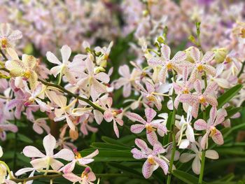 Close-up of flowers blooming on tree