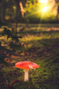 Close-up of fly agaric mushroom