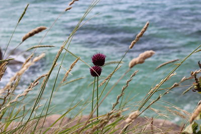 Close-up of flowering plants by sea