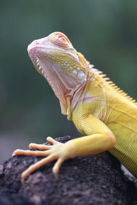 Close-up of lizard