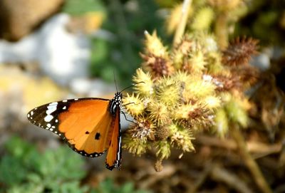 Close-up of butterfly pollinating on plant