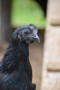 Close-up of a ayam cemani rooster