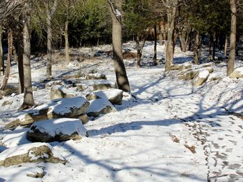 Trees on snow covered field