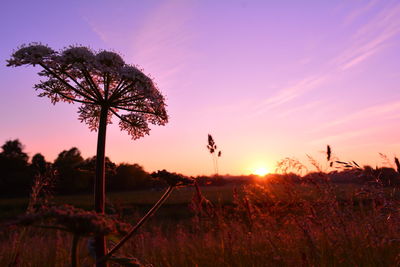 Silhouette trees on field against sky during sunset