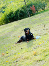 Dog sitting on grassy field