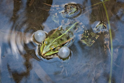 Pompous green frog in the water heavily engaged in its mating season with two balloons to impress