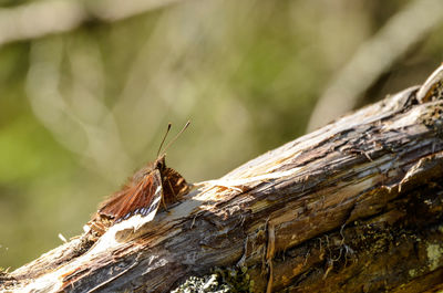 Close-up of insect on tree trunk